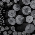 Coates Willow Charcoal Assorted 30 Pieces