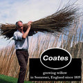 Coates Willow Charcoal Assorted 30 Pieces